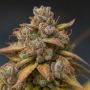 Vali Mango Mass Auto Marijuana Strain by Critical Mass Collective For Sale Online at Cannabis Seeds Outlet