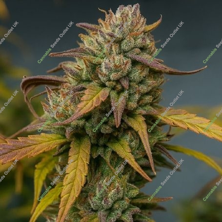 Vali Mango Mass Marijuana Strain by Critical Mass Collective For Sale Online at Cannabis Seeds Outlet