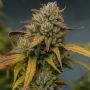Vali Mango Mass Marijuana Strain by Critical Mass Collective For Sale Online at Cannabis Seeds Outlet
