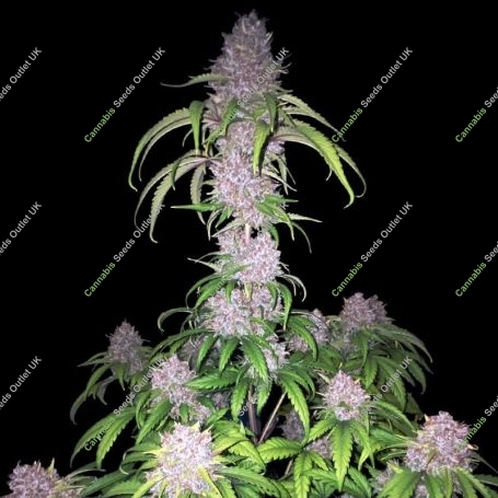 Gorilla Cookies Auto Marijuana Strain by Double Seeds For Sale Online at Cannabis Seeds Outlet