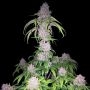Gorilla Cookies Auto Marijuana Strain by Double Seeds For Sale Online at Cannabis Seeds Outlet