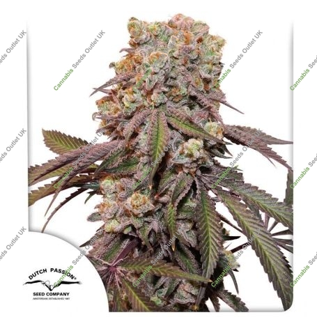Candy Bubatz XL Auto Marijuana Strain by Dutch Passion For Sale Online at Cannabis Seeds Outlet