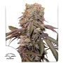 Candy Bubatz XL Auto Marijuana Strain by Dutch Passion For Sale Online at Cannabis Seeds Outlet