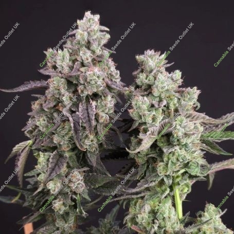 Candy Bubatz XL Marijuana Strain by Dutch Passion For Sale Online at Cannabis Seeds Outlet
