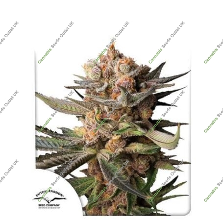 Frozen Biscotti Auto Marijuana Strain by Dutch Passion For Sale Online at Cannabis Seeds Outlet