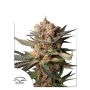 Frozen Biscotti Auto Marijuana Strain by Dutch Passion For Sale Online at Cannabis Seeds Outlet