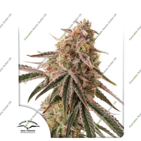 Frozen Biscotti Marijuana Strain by Dutch Passion For Sale Online at Cannabis Seeds Outlet
