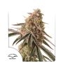 Frozen Biscotti Marijuana Strain by Dutch Passion For Sale Online at Cannabis Seeds Outlet