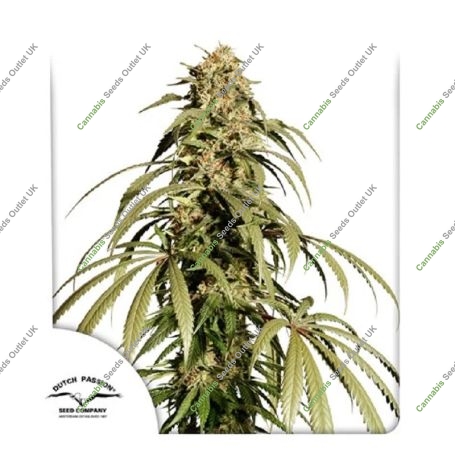 Ice Cream Haze Marijuana Strain by Dutch Passion For Sale Online at Cannabis Seeds Outlet
