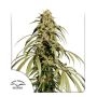 Ice Cream Haze Marijuana Strain by Dutch Passion For Sale Online at Cannabis Seeds Outlet