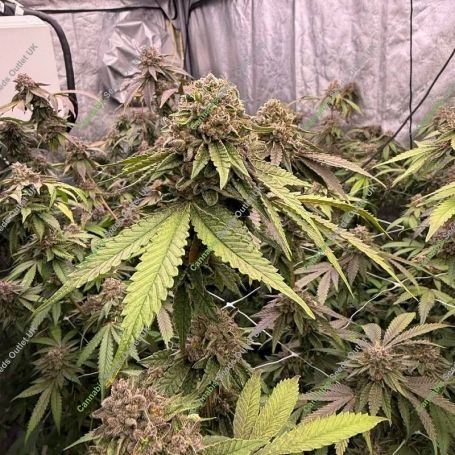 Biscotti Gelato Marijuana Strain by 420 Fast Buds For Sale Online at Cannabis Seeds Outlet