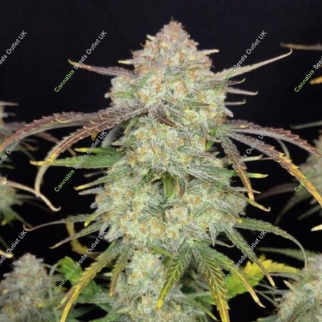 Frostbanger Auto Marijuana Strain by 420 Fast Buds For Sale Online at Cannabis Seeds Outlet