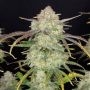 Frostbanger Auto Marijuana Strain by 420 Fast Buds For Sale Online at Cannabis Seeds Outlet