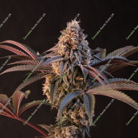 Lemon Cherry Runtz Marijuana Strain by 420 Fast Buds For Sale Online at Cannabis Seeds Outlet