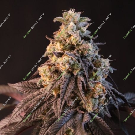 Papayton Marijuana Strain by 420 Fast Buds For Sale Online at Cannabis Seeds Outlet