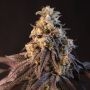 Papayton Marijuana Strain by 420 Fast Buds For Sale Online at Cannabis Seeds Outlet