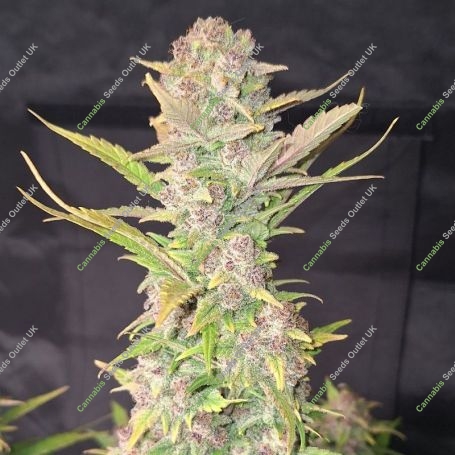 Purple Haze Auto Marijuana Strain by 420 Fast Buds For Sale Online at Cannabis Seeds Outlet