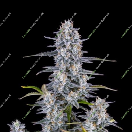 Super Boof Auto Marijuana Strain by 420 Fast Buds For Sale Online at Cannabis Seeds Outlet