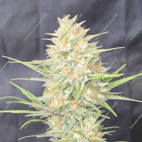 Z-Up Auto Marijuana Strain by 420 Fast Buds For Sale Online at Cannabis Seeds Outlet