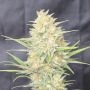 Z-Up Auto Marijuana Strain by 420 Fast Buds For Sale Online at Cannabis Seeds Outlet