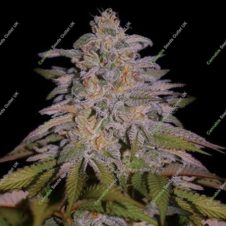 Glazed Gushers Marijuana Strain by G13 Labs For Sale Online at Cannabis Seeds Outlet