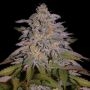 Glazed Gushers Marijuana Strain by G13 Labs For Sale Online at Cannabis Seeds Outlet