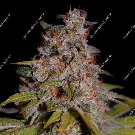 Honey Papaya Marijuana Strain by G13 Labs For Sale Online at Cannabis Seeds Outlet