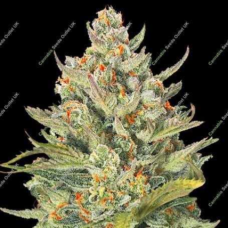 Mimosa Max Auto Marijuana Strain by G13 Labs For Sale Online at Cannabis Seeds Outlet