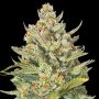 Mimosa Max Auto Marijuana Strain by G13 Labs For Sale Online at Cannabis Seeds Outlet