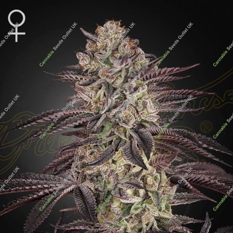 Biscotti Auto Marijuana Strain by Greenhouse Seeds For Sale Online at Cannabis Seeds Outlet