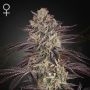 Biscotti Auto Marijuana Strain by Greenhouse Seeds For Sale Online at Cannabis Seeds Outlet
