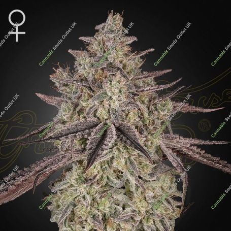 Skywalker Auto Marijuana Strain by Greenhouse Seeds For Sale Online at Cannabis Seeds Outlet