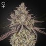 Skywalker Auto Marijuana Strain by Greenhouse Seeds For Sale Online at Cannabis Seeds Outlet