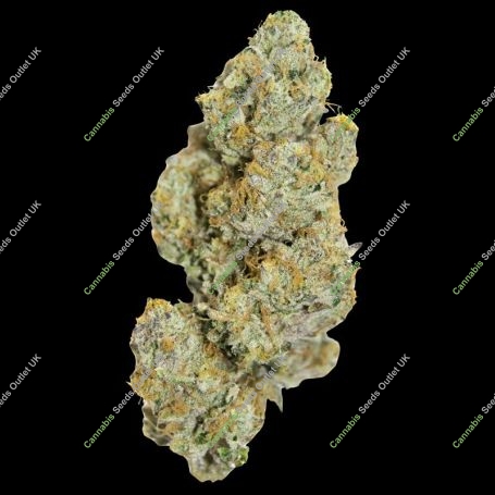Cherry 7up Auto Marijuana Strain by Growers Choice For Sale Online at Cannabis Seeds Outlet
