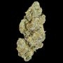 Cherry 7up Auto Marijuana Strain by Growers Choice For Sale Online at Cannabis Seeds Outlet