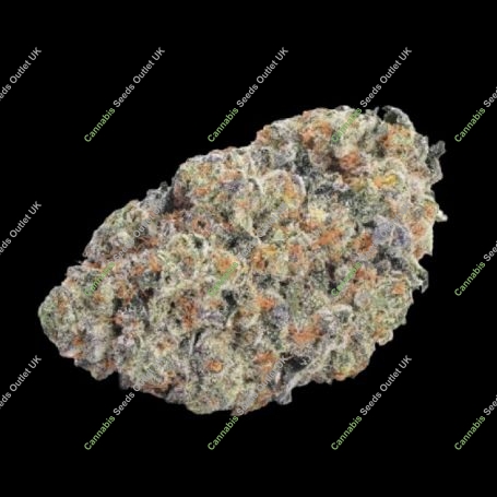 Double Donny Burger Marijuana Strain by Growers Choice For Sale Online at Cannabis Seeds Outlet