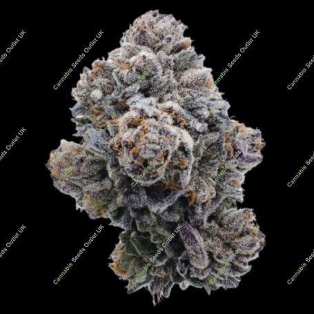 Pink Glitterbomb Marijuana Strain by Growers Choice For Sale Online at Cannabis Seeds Outlet