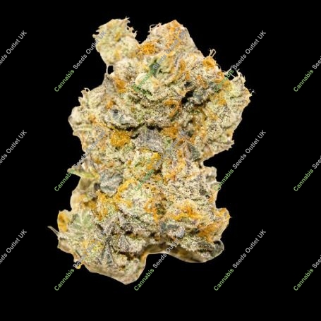 White Truffle Auto Marijuana Strain by Growers Choice For Sale Online at Cannabis Seeds Outlet