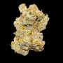White Truffle Auto Marijuana Strain by Growers Choice For Sale Online at Cannabis Seeds Outlet