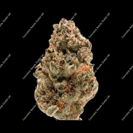 Zkittlez Marijuana Strain by Growers Choice For Sale Online at Cannabis Seeds Outlet