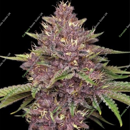Purpz Marijuana Strain by Humboldt Seed Company For Sale Online at Cannabis Seeds Outlet