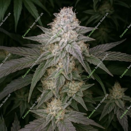 Malbec Treasure Fast V Marijuana Strain by Propaganja Seeds For Sale Online at Cannabis Seeds Outlet