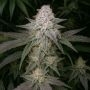 Malbec Treasure Fast V Marijuana Strain by Propaganja Seeds For Sale Online at Cannabis Seeds Outlet