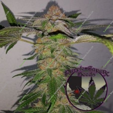 Grand Runtz Marijuana Strain by Purple Caper For Sale Online at Cannabis Seeds Outlet