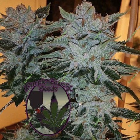 Grape Cookies Marijuana Strain by Purple Caper For Sale Online at Cannabis Seeds Outlet