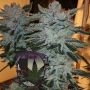 Grape Cookies Marijuana Strain by Purple Caper For Sale Online at Cannabis Seeds Outlet