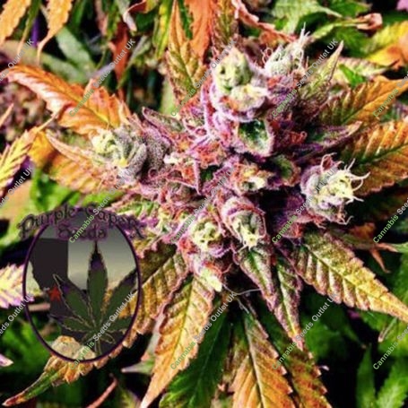 Purple Cookies Marijuana Strain by Purple Caper For Sale Online at Cannabis Seeds Outlet