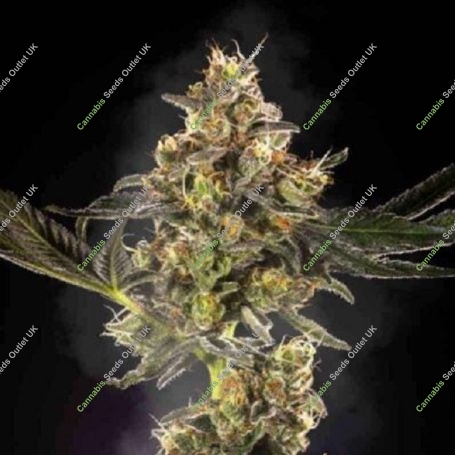 Skunk Lady Marijuana Strain by Purple Caper For Sale Online at Cannabis Seeds Outlet