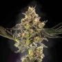 Skunk Lady Marijuana Strain by Purple Caper For Sale Online at Cannabis Seeds Outlet