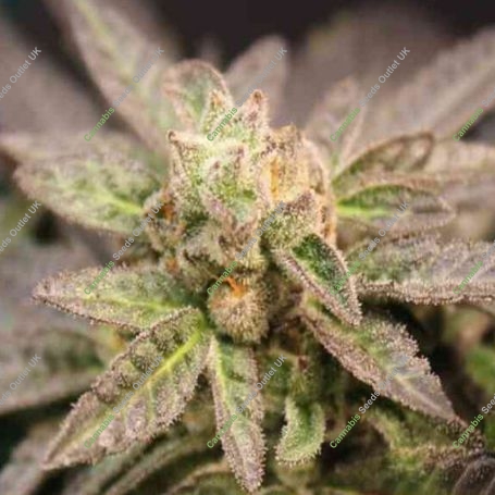 Zaza Fire Marijuana Strain by Purple Caper For Sale Online at Cannabis Seeds Outlet